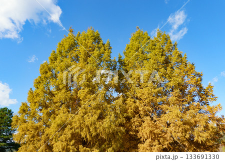 兵庫県西脇市の日本のヘソ公園にあるメタセコイア並木の紅葉 133691330