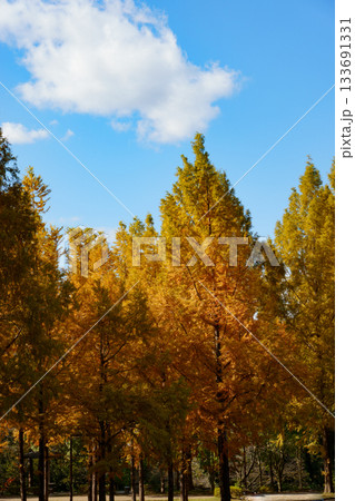 兵庫県西脇市の日本のヘソ公園にあるメタセコイア並木の紅葉 兵庫県西脇市の日本のヘソ公園にあるメタセコイア並木の紅葉 133691331