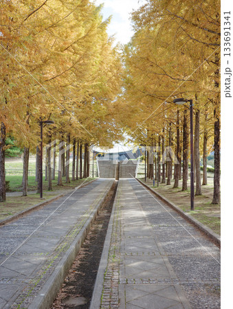 兵庫県西脇市の日本のヘソ公園にあるメタセコイア並木の紅葉 兵庫県西脇市の日本のヘソ公園にあるメタセコイア並木の紅葉 133691341