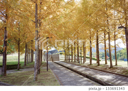 兵庫県西脇市の日本のヘソ公園にあるメタセコイア並木の紅葉 兵庫県西脇市の日本のヘソ公園にあるメタセコイア並木の紅葉 133691343