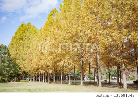 兵庫県西脇市の日本のヘソ公園にあるメタセコイア並木の紅葉 兵庫県西脇市の日本のヘソ公園にあるメタセコイア並木の紅葉 133691348