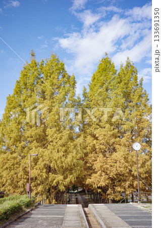 兵庫県西脇市の日本のヘソ公園にあるメタセコイア並木の紅葉 133691350