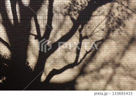 壁に映る木の影 133691415