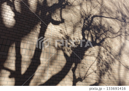 壁に映る木の影 133691416