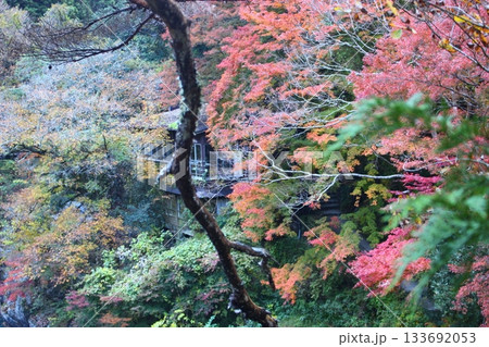 紅葉に染まる渓谷　奥多摩　大多摩ウオーキングトレイル 133692053