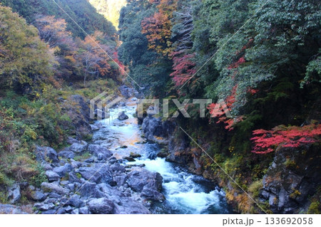 紅葉に染まる渓谷　奥多摩　大多摩ウオーキングトレイル 133692058