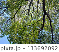 新緑の季節の樹木を見上げる 133692092