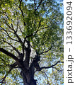 新緑の季節の樹木を見上げる 133692094