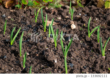 Winter garden with vegetables and plants Winter garden with vegetables and plants 133692111