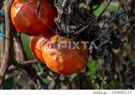 Winter garden with vegetables and plants Winter garden with vegetables and plants 133692117