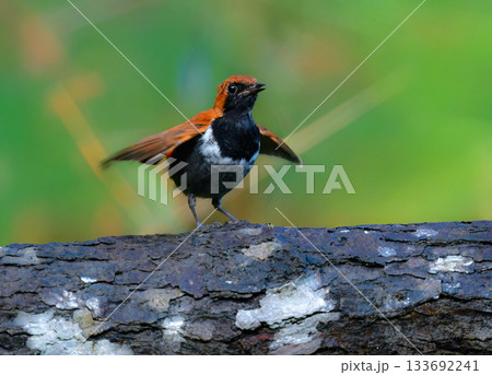 沖縄でしか見られない日本固有種の珍しい鳥、赤い美しいホントウアカヒゲ 133692241