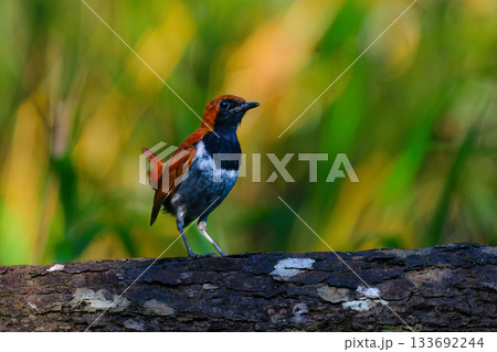 沖縄でしか見られない日本固有種の珍しい鳥、赤い美しいホントウアカヒゲ 133692244
