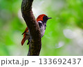 奄美大島周辺でしか見られない日本固有種の珍しい鳥、赤い美しいアカヒゲ 133692437