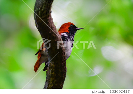 奄美大島周辺でしか見られない日本固有種の珍しい鳥、赤い美しいアカヒゲ 133692437