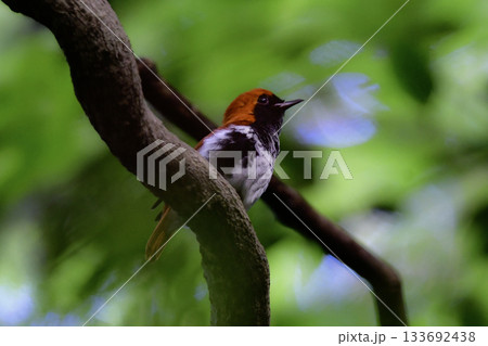 奄美大島周辺でしか見られない日本固有種の珍しい鳥、赤い美しいアカヒゲ 133692438
