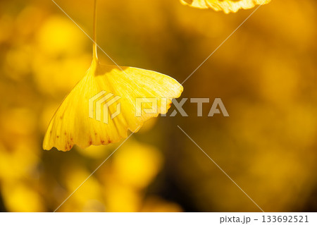 イチョウの葉 133692521