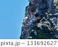 北海道等、日本近海の海でしか見られない赤い顔が特徴の海鳥、チシマウガラス 133692627