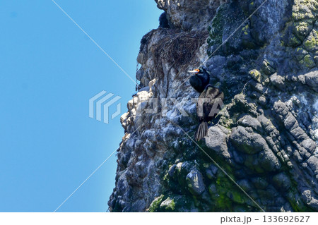 北海道等、日本近海の海でしか見られない赤い顔が特徴の海鳥、チシマウガラス 133692627