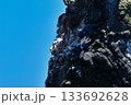 北海道等、日本近海の海でしか見られない赤い顔が特徴の海鳥、チシマウガラス 133692628