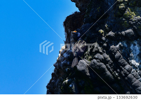 北海道等、日本近海の海でしか見られない赤い顔が特徴の海鳥、チシマウガラス 133692630