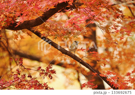 紅葉の枝にシメ 紅葉の枝にシメ 133692675