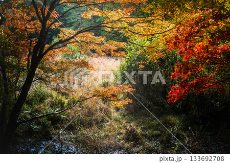 紅葉に染まる湿原 紅葉に染まる湿原 133692708