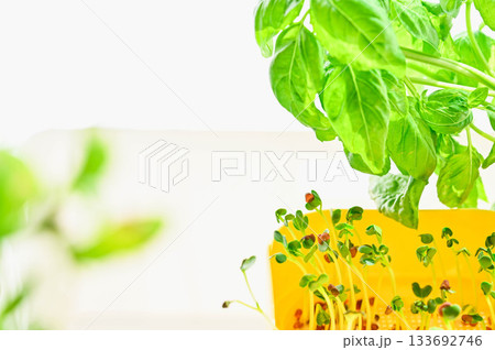 水耕栽培 スイートバジルとかいわれ大根 133692746