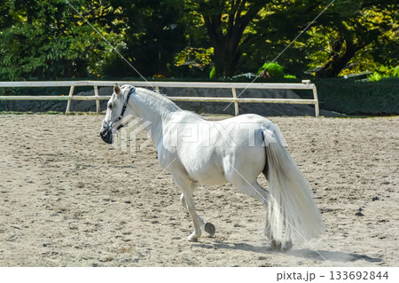 馬場を気持ち良さそうに走る白馬 馬場を気持ち良さそうに走る白馬 133692844