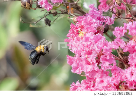 花粉を集めるクマバチ 花粉を集めるクマバチ 133692862