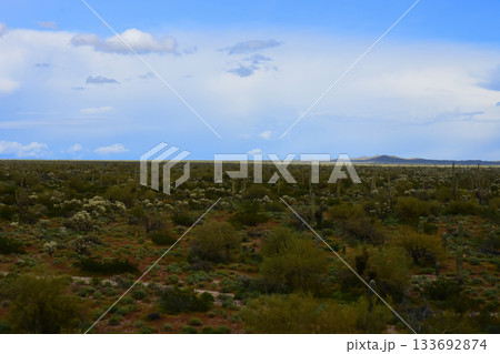 Landscape Sonoran Desert Arizona Landscape Sonoran Desert Arizona 133692874