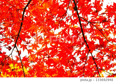 紅葉の長岡もみじ園 紅葉の長岡もみじ園 133692948