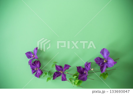 green background with clematis branch and space for text green background with clematis branch and space for text 133693047