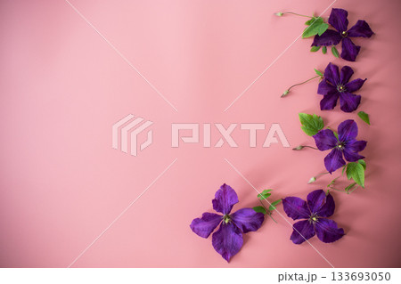 delicate purple clematis top view on pink background delicate purple clematis top view on pink background 133693050