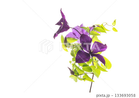 Climbing clematis with purple flowers isolated Climbing clematis with purple flowers isolated 133693058