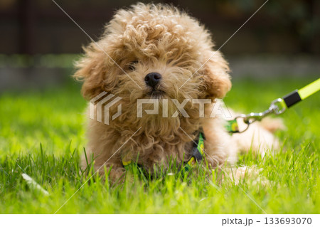 A small Maltipoo lies calmly on a leash in the park 133693070