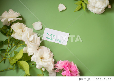 White and pink rose isolated on green background 133693077