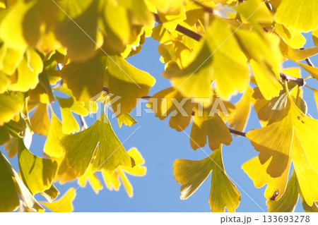 紅葉したイチョウの葉 133693278