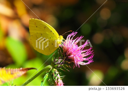 アザミの花の蜜を吸うキタキチョウ 133693526