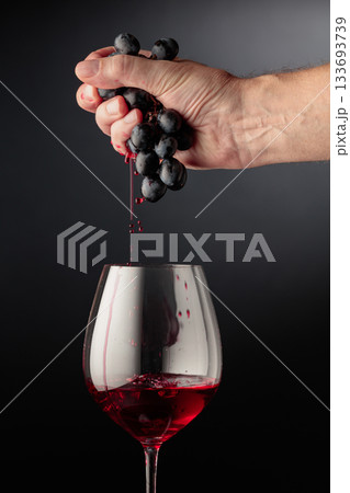 Winemaker's hand firmly squeezes a bunch of ripe grapes. 133693739