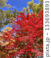 青空バックに映える真っ赤な紅葉 133693893