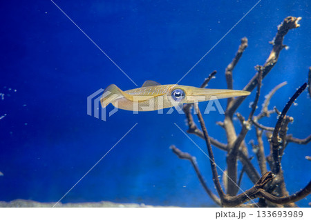 Longnose squid swimming underwater near coral reef in ocean habitat Longnose squid swimming underwater near coral reef in ocean habitat 133693989