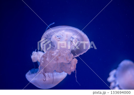 Jellyfish floating underwater in deep blue ocean environment Jellyfish floating underwater in deep blue ocean environment 133694000