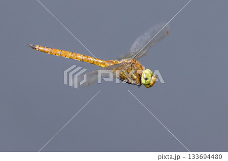 Small hawker dragonfly Aeshna isoceles in flight captured in the Netherlands during a sunny afternoon 133694480