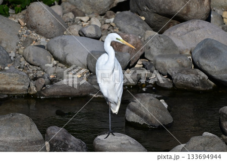 シラサギ(Egret) シラサギ(Egret) 133694944