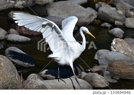 シラサギ(Egret) 133694946