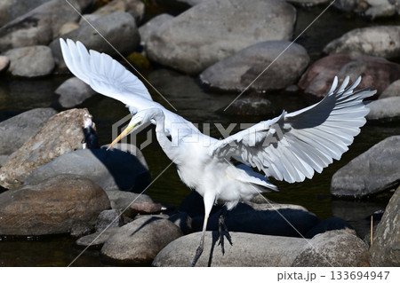 シラサギ(Egret) 133694947