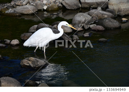 シラサギ(Egret) 133694949