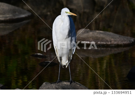 シラサギ(Egret) 133694951