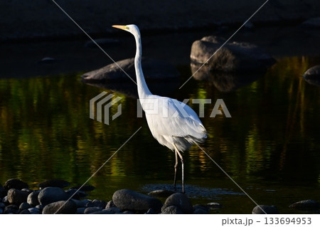 シラサギ(Egret) シラサギ(Egret) 133694953