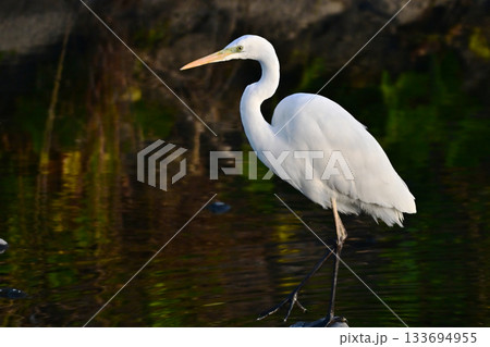 シラサギ(Egret) シラサギ(Egret) 133694955